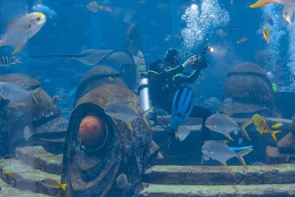 Fotógrafos Submarinos Inmersiones Con Enorme Acuario Buceadores Con Cámara Rodeados —  Fotos de Stock