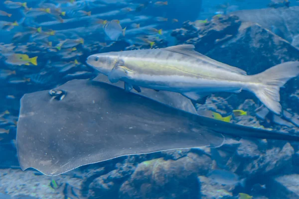 Široká Škála Ryb Více Než 500 Druhů Ryb Žraloků Korálů — Stock fotografie