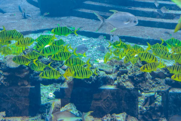 A wide variety of fishes (more than 500 species fishes, sharks, corals and shellfish) in a huge aquarium in Hotel Atlantis on island Hainan. Sanya, China.