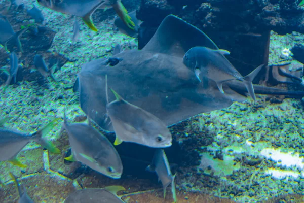 A wide variety of fishes (more than 500 species fishes, sharks, corals and shellfish) in a huge aquarium in Hotel Atlantis on island Hainan. Sanya, China.