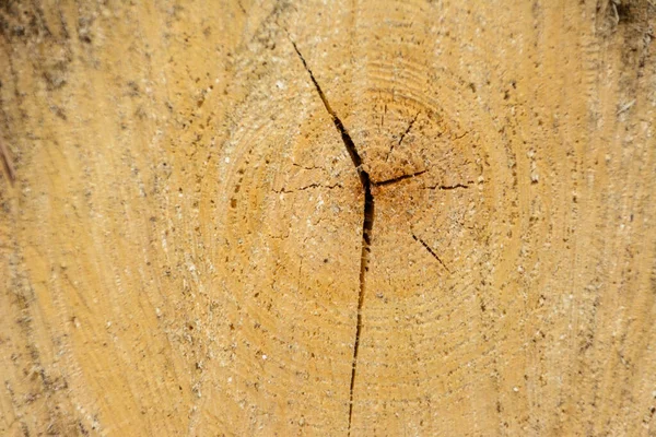 Träd Ring Stockträ Naturlig Organisk Textur Med Sprucken Och Grov — Stockfoto