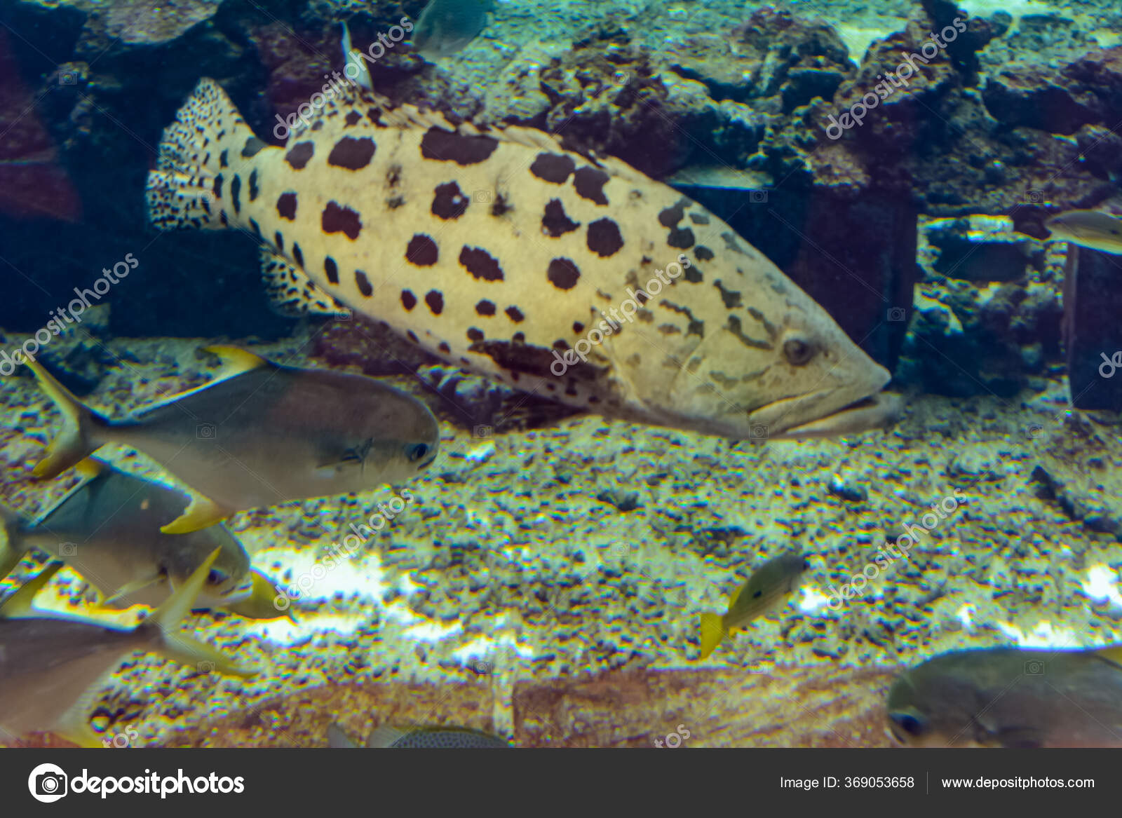 베이지역에서 아이 키우는 친구들이라면 Monterey Bay Aquarium 한 번쯤은 가봤을 것 같아. 나도 여기저기 아쿠아리움 많이  가봤는데, 개인적으로는 여기가 제일 좋았어. 규모가 엄청 크진 않은데, 다른 곳에서는 보기 힘든 해양생물들이 많아. 그중에, image size:1600x1167