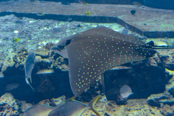 Ocellated Eagle Ray Aetobatus Ocellatus Druh Chrupavek Rodu Myliobatidae Atlantis — Stock fotografie