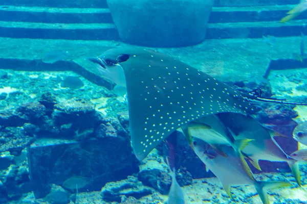 Ocellated Eagle Ray Aetobatus Ocellatus Druh Chrupavek Rodu Myliobatidae Atlantis — Stock fotografie