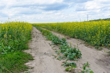 Yağmurlu günlerde kolza tohumu tarlası, çiçek açan kanola çiçekleri panorama. Yazın hava bulutluyken tarlada tecavüz. Parlak Sarı kolza yağı