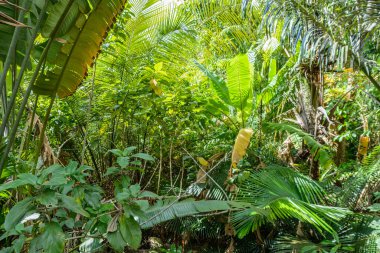 The various vegetation, flowers and trees in the tropical forest in Yanoda Park,  Sanya city. Hainan island, China.