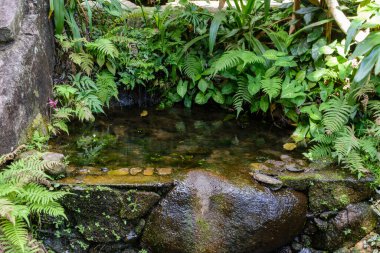 The various vegetation, flowers and trees in the tropical forest in Yanoda Park,  Sanya city. Hainan island, China.