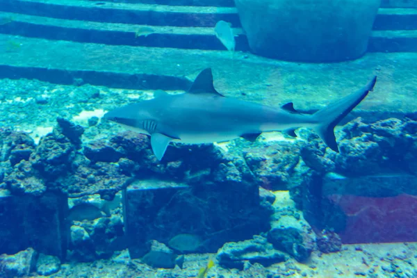 Κοντινό Πλάνο Ενός Καρχαρία Υφάλου Κοντά Στην Ατλαντίδα Πόλη Sanya — Φωτογραφία Αρχείου