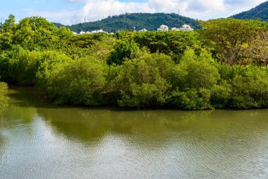 Sanya 'daki ünlü tropikal Bai Lu Gong Yuan Parkı' nda güzel bitkiler, ağaçlar, çiçekler, göller ve göletler. Hainan Adası, Çin.