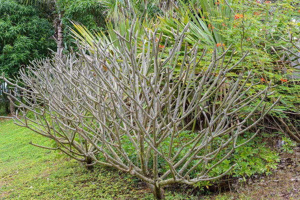 Sanya Hainan China Febrero 2020 Árbol Tropical Inusual Calle Sanya — Foto de Stock