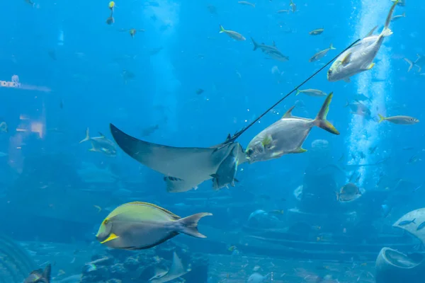 Uma Grande Variedade Peixes Mais 500 Espécies Peixes Tubarões Corais — Fotografia de Stock