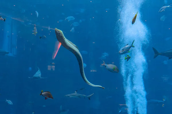 Large muraena (moray eel, muraenidae) in a huge aquarium in Hotel Atlantis on island Hainan. Sanya, China.