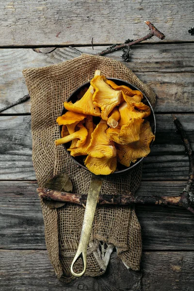 Champiñones de Chantarelle recogidos en tazón — Foto de Stock