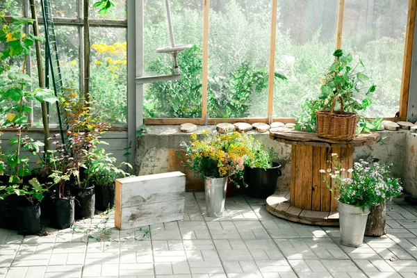 Sera güneş ışığı tam. 