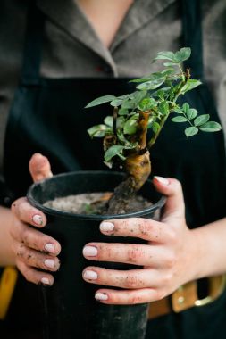  bir pot holding eller