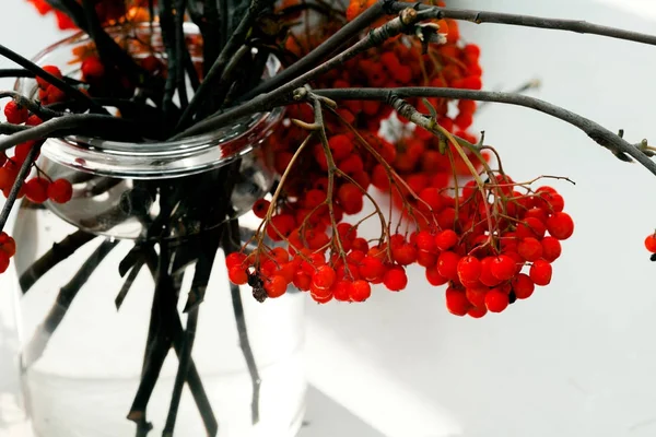 Branches of rowan berry — Stock Photo, Image