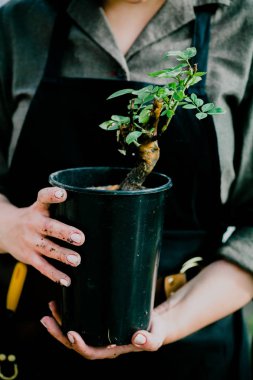Bayan Garden'da çalışma