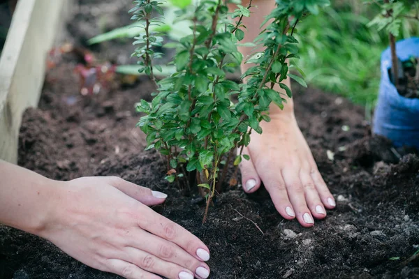 Signora che lavora in giardino — Foto Stock