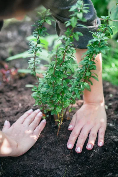 Jardinero femenino con planta en las manos — Foto de Stock