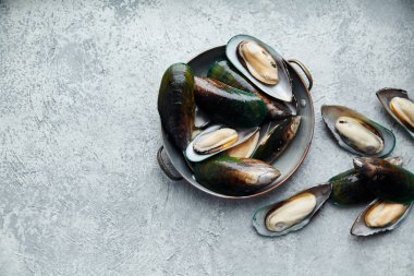 ham kivi midye dokulu hafif renkli arka plan üzerinde bakır plaka  