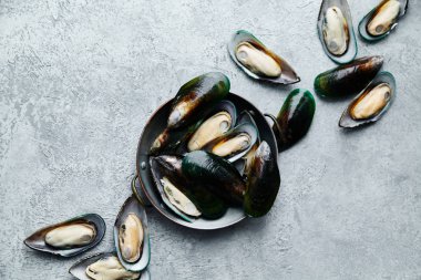 ham kivi midye dokulu hafif renkli arka plan üzerinde bakır plaka  