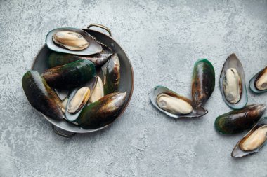 ham kivi midye dokulu hafif renkli arka plan üzerinde bakır plaka  