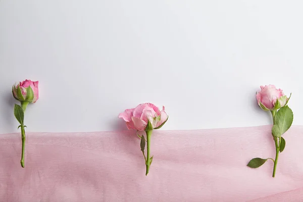 Φρέσκα Ροζ Θάμνου Τριαντάφυλλα Διαφανές Ροζ Ύφασμα Που Απομονώνονται Λευκό — Φωτογραφία Αρχείου