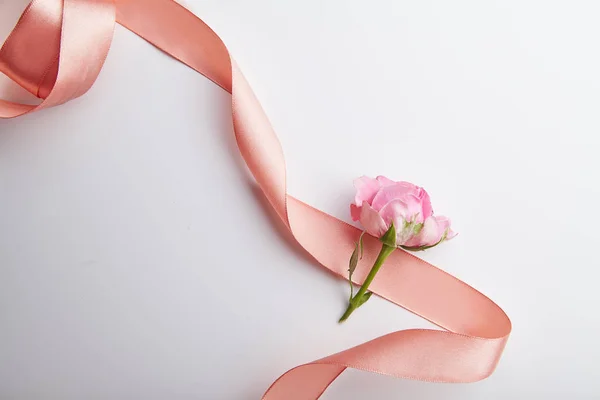 Beyaz arka plan üzerinde bahar kavramı izole şeftali renkli kurdele ile taze pembe çalı gül 