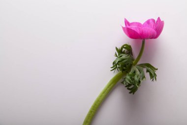 güzel mor anemon çiçeği beyaz arka planda, yakın çekim 