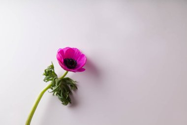 güzel mor anemon çiçeği beyaz arka planda, yakın çekim 