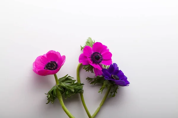 Tre Färgglada Anemoner Isolerad Vit Bakgrund Våren Koncept — Stockfoto