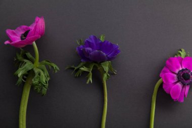 mor ve pembe anemon koyu gri arka plan üzerinde yakın çekim 