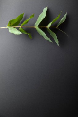 eucalyptus branch with green leaves on gray background clipart