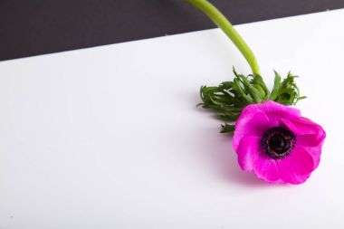 güzel mor anemon çiçeği beyaz arka planda, yakın çekim 