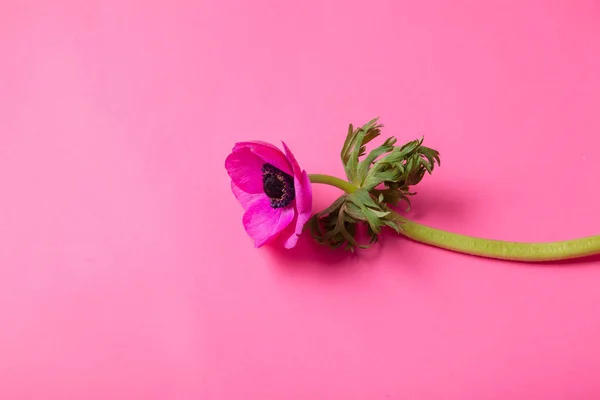 ピンクの背景に美しい紫のアネモネの花クローズ アップ — ストック写真