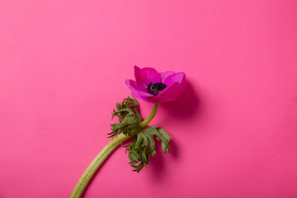 Mooie Paarse Anemone Bloem Roze Achtergrond Close — Stockfoto