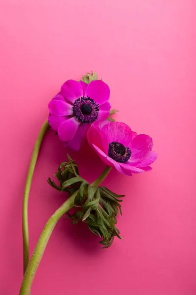 Mooie Paarse Anemone Bloemen Roze Achtergrond Close — Stockfoto