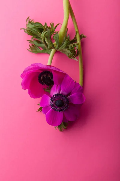 Mooie Paarse Anemone Bloemen Roze Achtergrond Close — Stockfoto