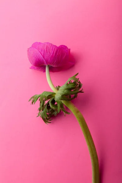 Mooie Paarse Anemone Bloem Roze Achtergrond Close — Stockfoto