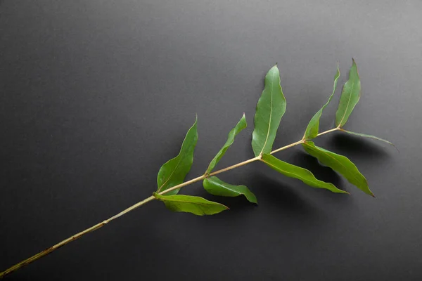 eucalyptus branch with green leaves on gray background