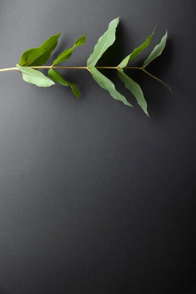 Eucalyptus Gren Med Gröna Blad Grå Bakgrund — Stockfoto