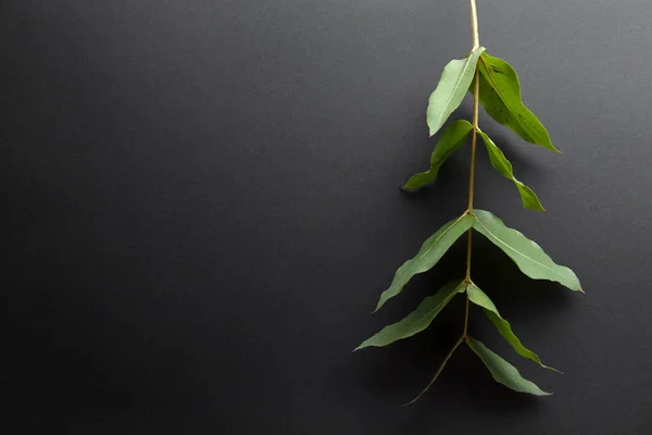 Eucalyptus Gren Med Gröna Blad Grå Bakgrund — Stockfoto