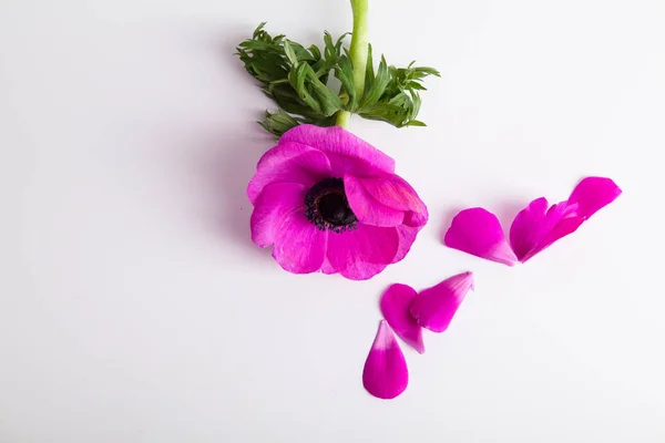 Mooie Paarse Anemone Bloem Met Bloemblaadjes Witte Achtergrond Close — Stockfoto