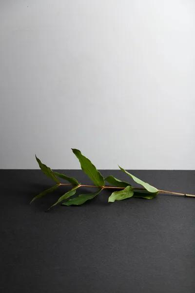 Eucalyptus Gren Med Gröna Blad Grå Och Vit Bakgrund — Stockfoto