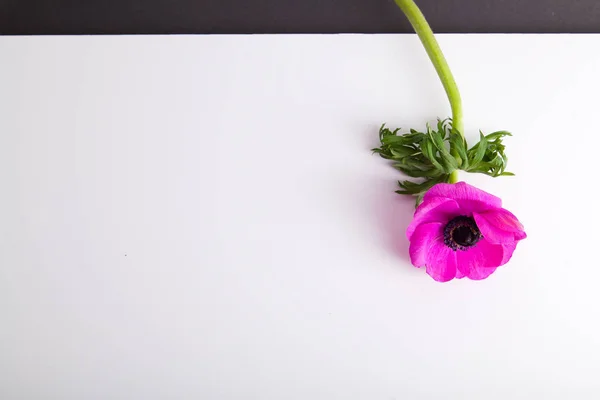 Bellissimo Fiore Viola Anemone Sfondo Bianco Primo Piano — Foto Stock
