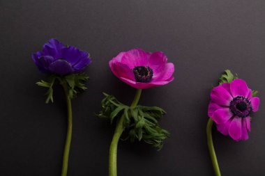 mor ve pembe anemon koyu gri arka plan üzerinde yakın çekim 
