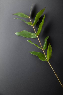 gri zemin üzerine yeşil yaprakları ile okaliptüs şube