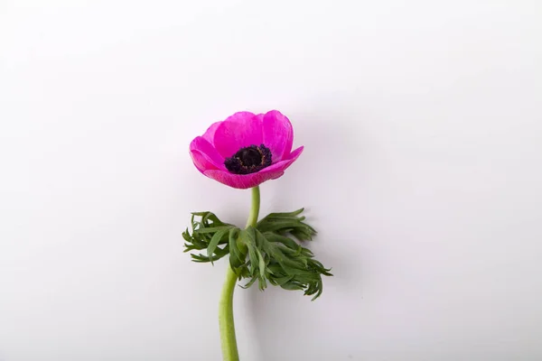 Bellissimo Fiore Viola Anemone Sfondo Bianco Primo Piano — Foto Stock