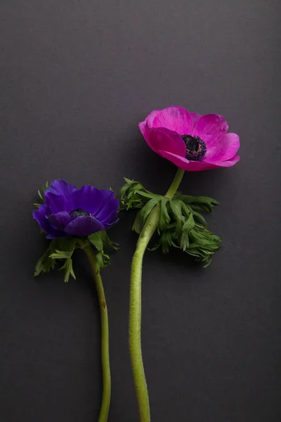 Delicate Anemone Van Paarse Roze Bloemen Donkere Grijze Achtergrond — Stockfoto
