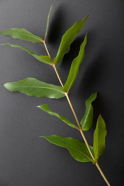 eucalyptus branch with green leaves on gray background
